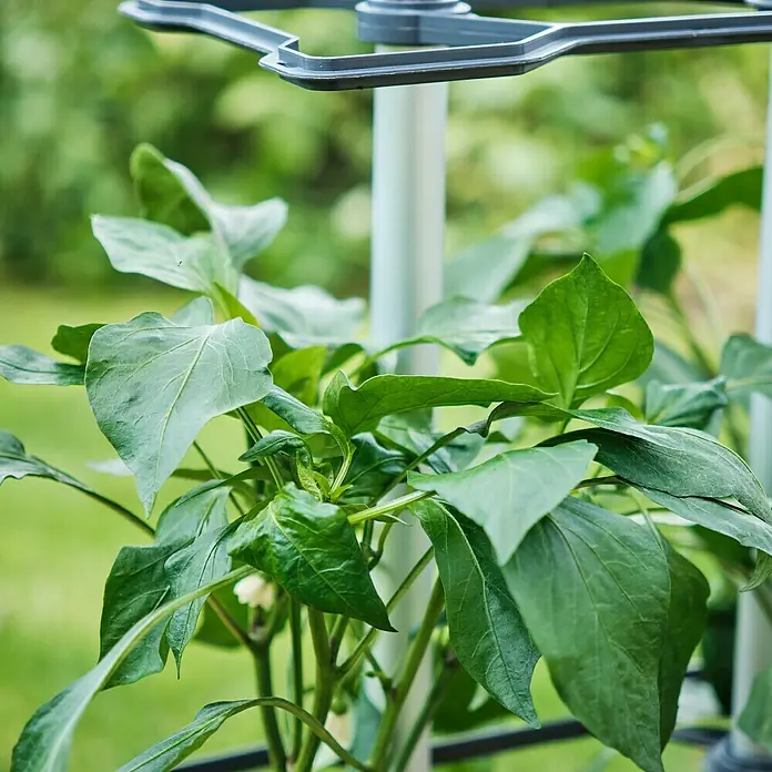 Gusta Garden Rankhilfe Chili Buddy - 6,6 x 22,2 cm, Kunststoff, Schwarz, 3 Stk. - Das Bild zeigt eine Nahaufnahme einer grünen Paprikapflanze in einem Pflanzgefäß mit einer Stützstruktur, die im Freien steht.