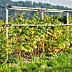 Gusta Garden Rankhilfe Berry Buddy Erweiterung (34,5 x 138,5 cm, Holz, Gelb) | BAUHAUS