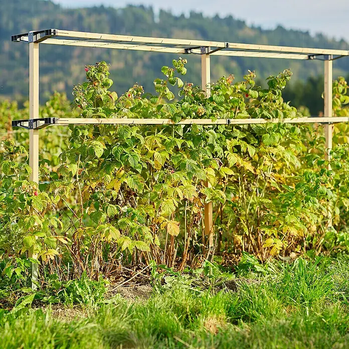Gusta Garden Rankhilfe Berry Buddy Erweiterung - 34,5 x 138,5 cm, Holz, Gelb - Das Bild zeigt ein Pflanzenstützsystem aus Holz für den Garten, das ideal für das Wachstum von Beerensträuchern ist.
