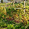 Gusta Garden Rankhilfe Berry Buddy Erweiterung (34,5 x 138,5 cm, Holz, Gelb) | BAUHAUS