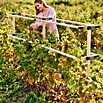 Gusta Garden Rankhilfe Berry Buddy Erweiterung (34,5 x 138,5 cm, Holz, Gelb) | BAUHAUS