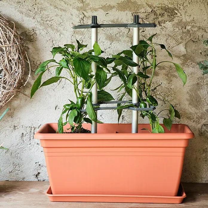 Gusta Garden Rankhilfe Chili Buddy - 6,6 x 22,2 cm, Kunststoff, Schwarz, 3 Stk. - Ein Pflanzkasten mit Kletterhilfe, in dem grüne Pflanzen wachsen, die eine dekorative und praktische Lösung für den Garten oder Balkon bieten.