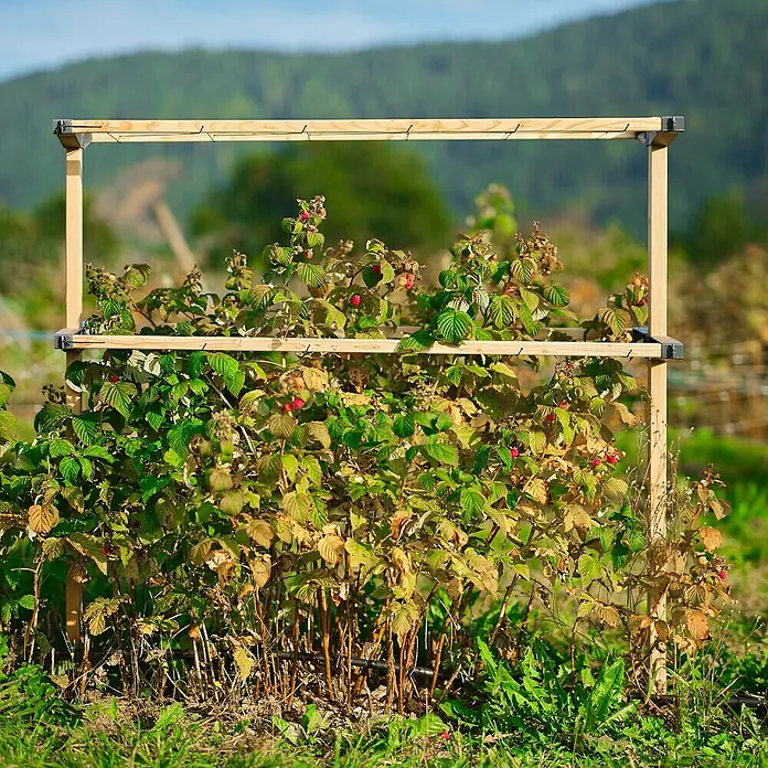 Gusta Garden Rankhilfe Berry Buddy - 34,5 x 138,5 cm, Holz, Gelb - Himbeersträucher wachsen durch einen Holzrahmen, der das Wachstum unterstützt und die Ernte erleichtert.
