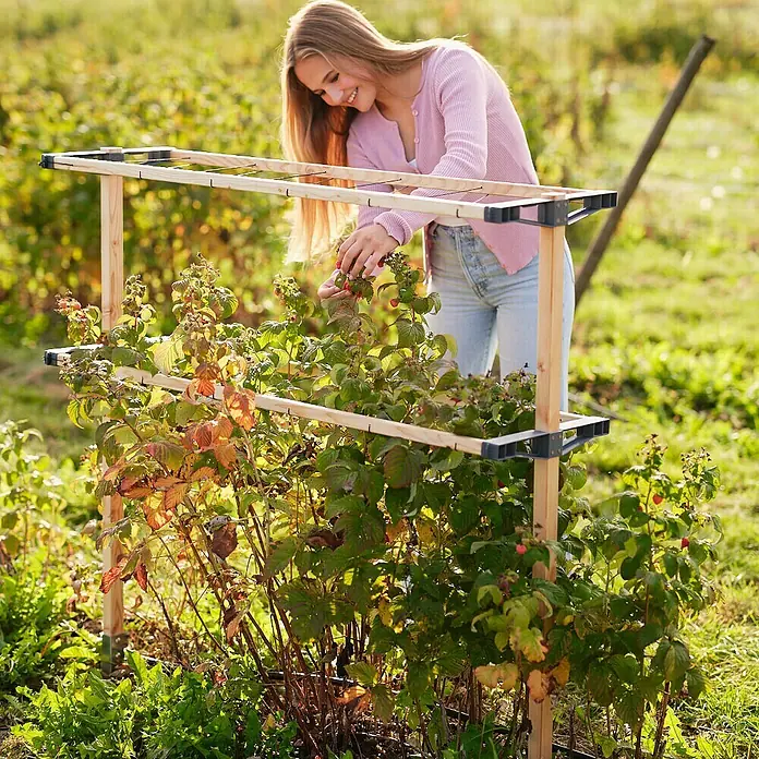 Gusta Garden Rankhilfe Berry Buddy - 34,5 x 138,5 cm, Holz, Gelb - Frau erntet Himbeeren von einem Himbeerstrauch, der von einem Rankgitter gestützt wird.