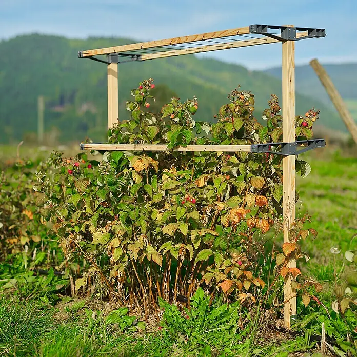 Gusta Garden Rankhilfe Berry Buddy - 34,5 x 138,5 cm, Holz, Gelb - Pflanzenstütze aus Holz und Kunststoff, umgeben von üppigen Himbeersträuchern in einem Garten mit Bergkulisse.