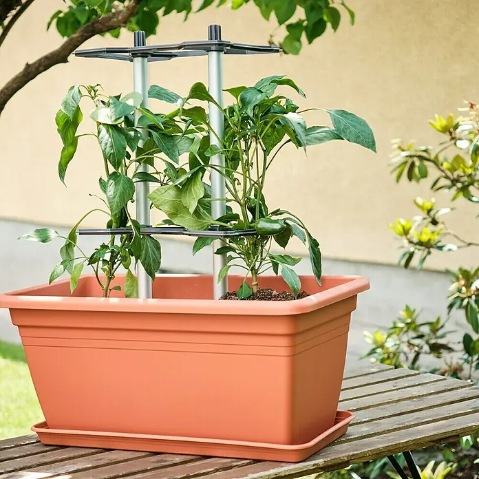 Gusta Garden Rankhilfe Chili Buddy - 6,6 x 22,2 cm, Kunststoff, Schwarz, 1 Stk. - Pflanzkasten mit Rankhilfe: Ein rechteckiger, terracottafarbener Pflanzkasten mit Pflanzen und einer silbernen Rankhilfe darauf.