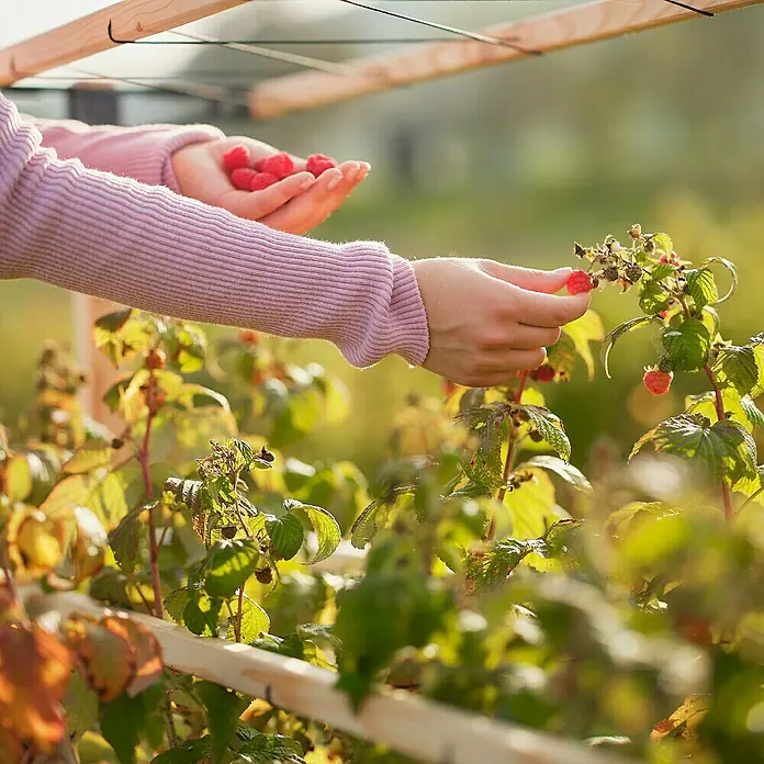 Gusta Garden Rankhilfe Berry Buddy - 34,5 x 138,5 cm, Holz, Gelb - Nahaufnahme einer Person, die frische Himbeeren von einem Strauch pflückt, mit einer Handvoll bereits gepflückter Früchte in der anderen.