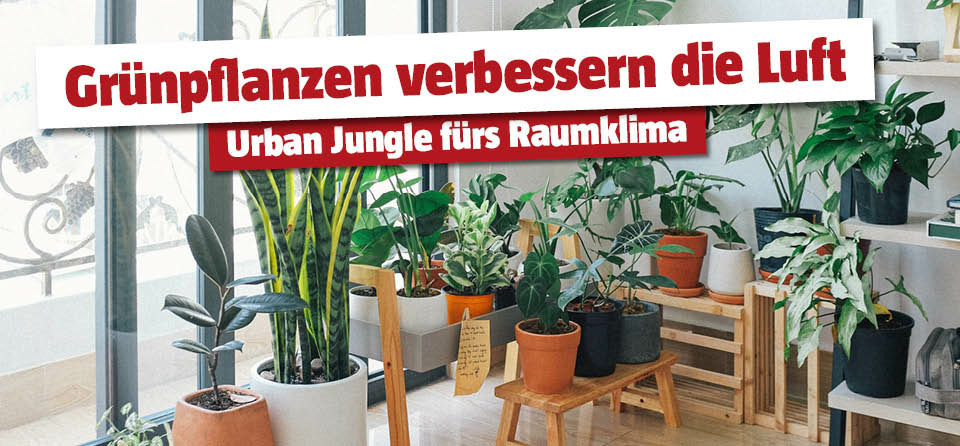 Grünpflanzen Raumklima