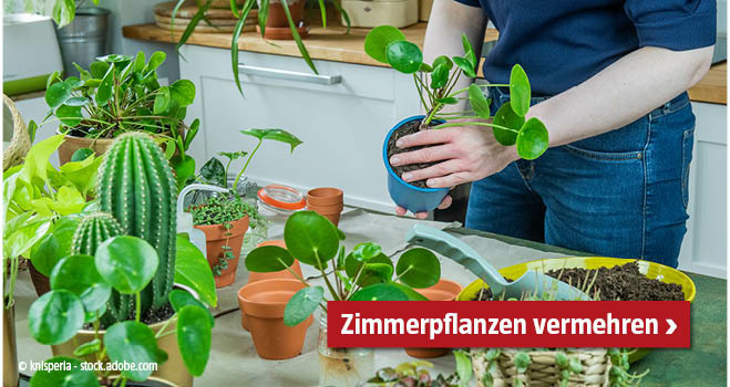 Zimmerpflanzen vermehren