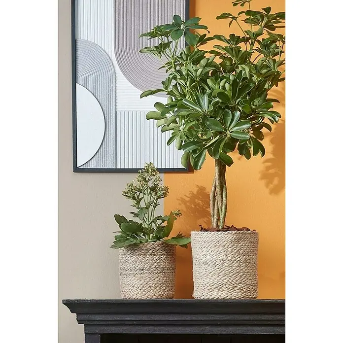 Mica Decorations Pflanzkorb Atlantic - Außenmaß (Ø x H): 14 x 14 cm, Naturmaterialien, Creme - Zwei Pflanzen in mit Seil umwickelten Töpfen stehen auf einem dunklen Sims, mit einer abstrakten Wandkunst im Hintergrund.