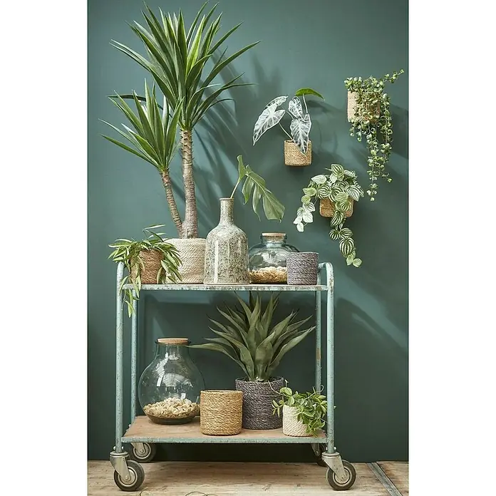 Mica Decorations Pflanzkorb Atlantic - Außenmaß (Ø x H): 16 x 16 cm, Naturmaterialien, Dunkelgrau - Eine Pflanzengruppe auf einem rollbaren Regal, mit verschiedenen Zimmerpflanzen und dekorativen Vasen vor einer grünen Wand.