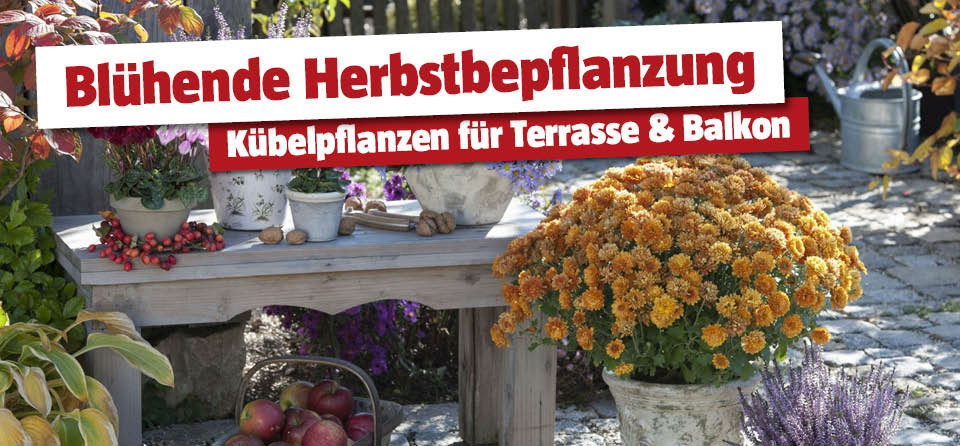 Orange und lila Blumen im Topf auf der Terrasse, Titel Blühende Herbstbepflanzung