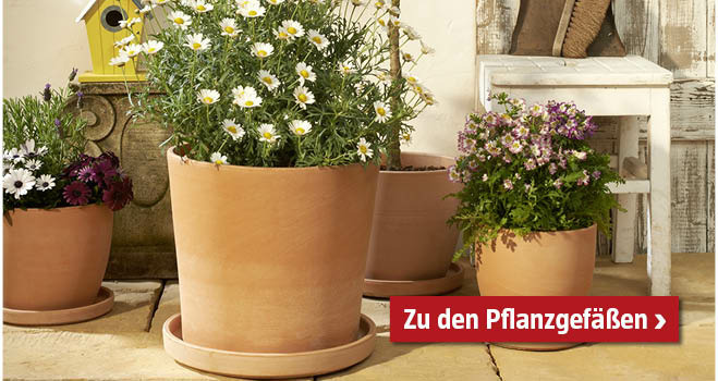 Weiße und lila Blumen in großen Tongefäßen mit Abtropfschale