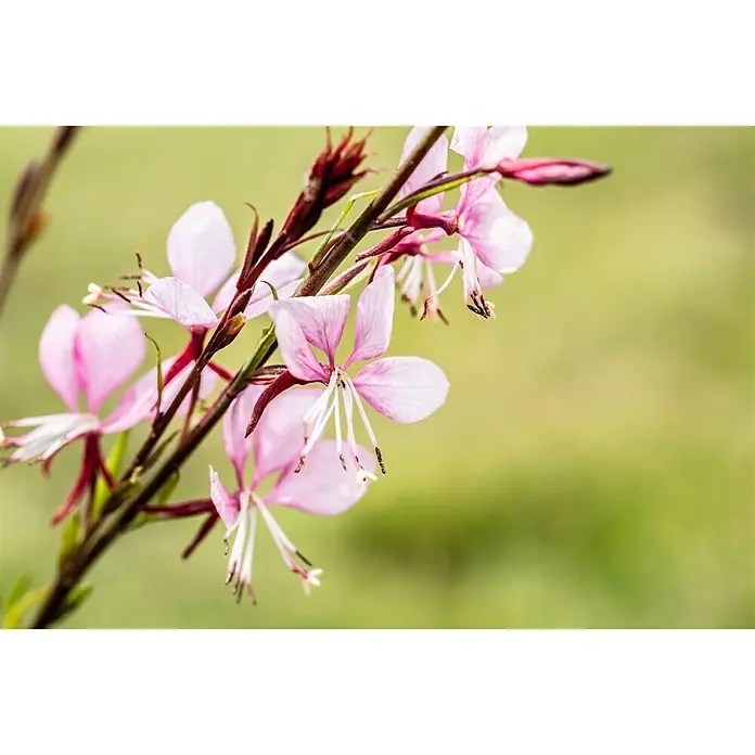 Piardino Staude - Gaura lindheimeri, Topfgröße: 13 cm - Zarte rosa Gaura-Blüten mit langen Staubfäden an einem Zweig. Das sanfte Grün des Hintergrunds unterstreicht die Schönheit der Blume.