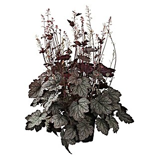 Piardino Purpurglöckchen (Heuchera Hybride, Topfgröße: 13 cm, Rot)