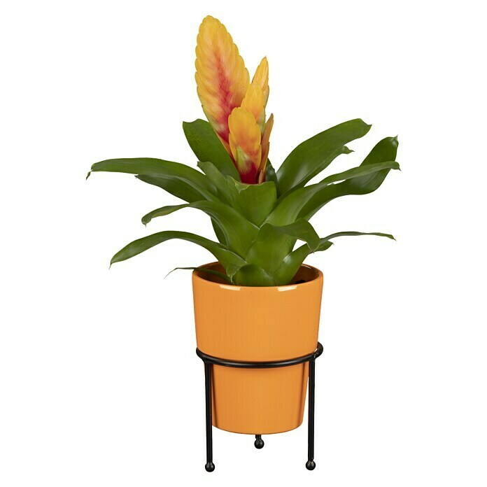 Piardino Bromelie (Bromelia, Topfgröße: 10 cm, Sortenabhängig) | BAUHAUS