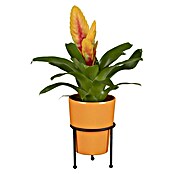 Piardino Bromelie (Bromelia, Topfgröße: 10 cm, Sortenabhängig) | BAUHAUS
