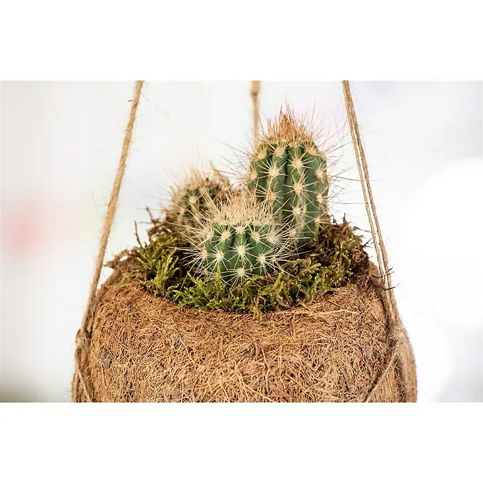 Piardino Kaktus Kokodama - Cactus, Topfgröße: 10 cm - Nahaufnahme eines hängenden Kaktus in einem Kokosnusstopf, umgeben von Moos und an einer Juteschnur befestigt.