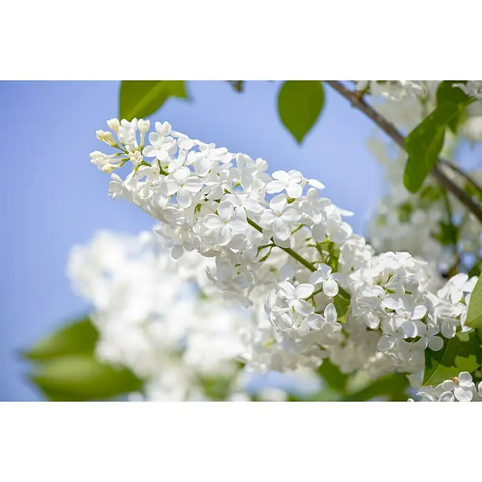 Piardino Flieder - Syringa vulgaris, Topfgröße: 23 cm - Nahaufnahme eines Zweigs weißer Fliederblüten vor einem klaren, blauen Himmel, der die zarten Blüten und frischen grünen Blätter hervorhebt.