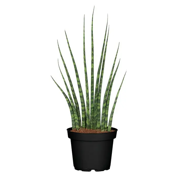 Piardino Bogenhanf Spaghetti - Sanseviera cylindrica Spaghetti, Topfgröße: 12 cm, Gelb-Grün - Zimmerpflanze: Sansevieria cylindrica in einem schwarzen Topf, dekorativ und pflegeleicht für Innenräume.