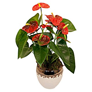 Piardino Anturio (Anthurium x andreanum, Tamaño de maceta: 12 cm, Color de flor: Dependiendo de la variedad)