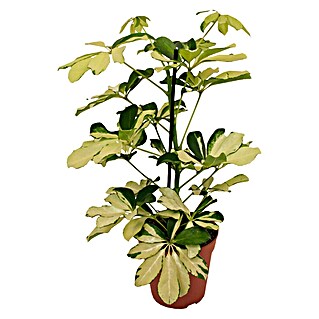 Piardino Cheflera (Schefflera arboricola Gerda, Tamaño de maceta: 13 cm, Color de la hoja: Amarillo/Verde)