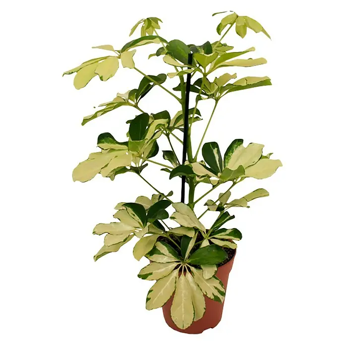 Piardino Cheflera - Schefflera arboricola Gerda, Tamaño de maceta: 13 cm, Color de la hoja: Amarillo/Verde - Una planta de interior Pachira aquatica con hojas verdes y blancas en una maceta de terracota.