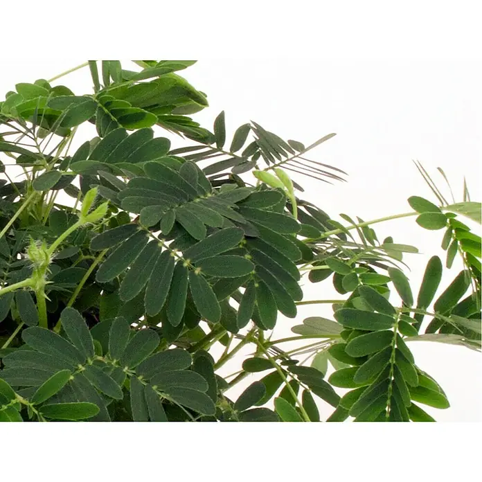 Piardino Sensitiva - Mimosa pudica, Tamaño de maceta: 9 cm, Color de flor: Rosa - Primer plano de la planta Mimosa pudica con sus hojas pinnadas que se pliegan hacia adentro al tocarlas.