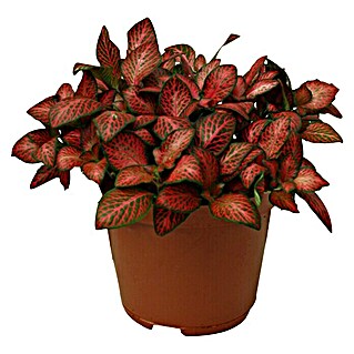 Piardino Fittonie (Fittonia verschaffeltii, Topfgröße: 12 cm, Grün/Rot)