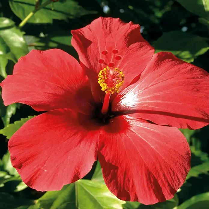 Piardino Garteneibisch - Hibiscus sinensis, Topfgröße: 13 cm, Rot - Nahaufnahme einer leuchtend roten Hibiskusblüte mit gelben Akzenten vor einem grünen Blätterhintergrund.