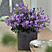 Piardino Polsterglockenblume (Topfgröße: 11 cm, Blütenfarbe: Blau)