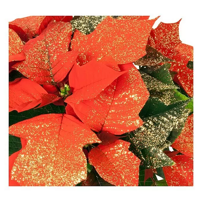 Piardino Weihnachtsstern - Euphorbia pulcherrima, Topfgröße: 11 cm, Rot/Goldglitter