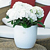 SK Tegla za cvijeće (19 x 18 cm, Bijelo, Mat, Reljefne mrežaste presvlake)