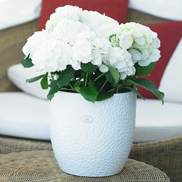 Soendgen Keramik Übertopf rund Boston - Außenmaß (Ø x H): 16 x 15 cm, Weiß, Keramik - Nahaufnahme einer weißen Hortensie in einem weißen Blumentopf mit gehämmertem Design auf einem Rattantisch.