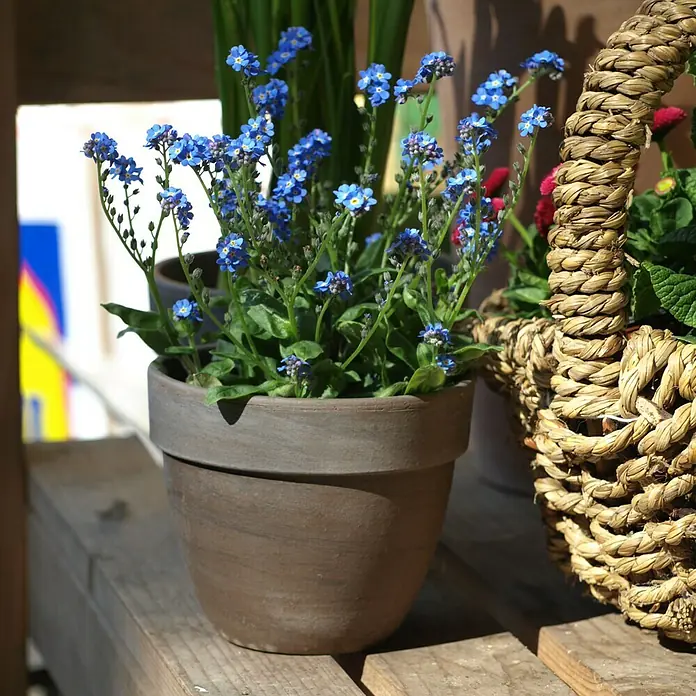Pflanztopf Levante - Außenmaß (Ø x H): 39 x 32 cm, Naturmaterialien, Basalt - Ein brauner Terrakotta-Blumentopf mit blauen Vergissmeinnicht-Blüten steht auf einem Holztisch, daneben ein Weidenkorb.