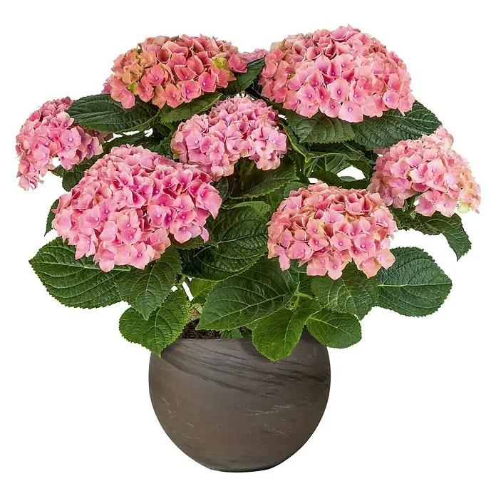 Pflanztopf Luna - Außenmaß (Ø x H): 26 x 19,1 cm, Naturmaterialien, Basalt - Ein üppiger rosa Hortensienbusch in einem grauen Topf, ideal für Wohnraumgestaltung oder als Geschenk. Die Blüten sind dicht und farbenfroh.