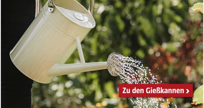 Mit einer beigen Zink-Gießkanne werden Pflanzen gegossen