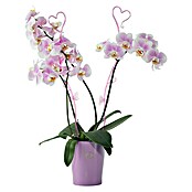 SK Tegla za orhideju Merina (Ø x V: 10 x 12 cm, Lavanda, Sjajno)