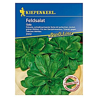 Kiepenkerl Profi-Line Salatsamen Vogerlsalat Gala (Valerianella locusta, Erntezeit: Ganzjährig)