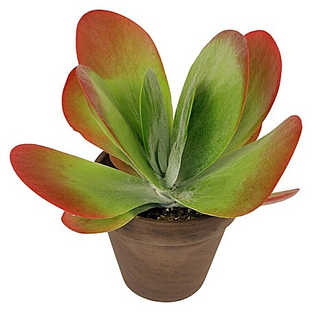 Piardino Rosa de campo (Kalanchoe thyrsiflora, Tamaño de maceta: 12 cm)