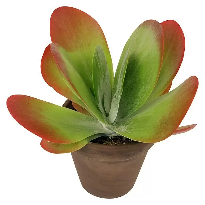 Piardino WüstenkohlKalanchoe thyrsiflora, Topfgröße: 12 cm, Grün/Grau/Rote Umrandung