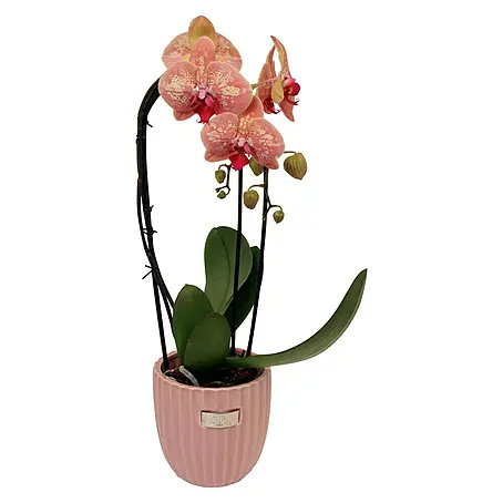 Piardino  Orquídea mariposa
