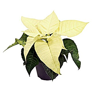 Piardino Weihnachtsstern Mini (Euphorbia pulcherrima, Weiß, Topfgröße: 6 cm)