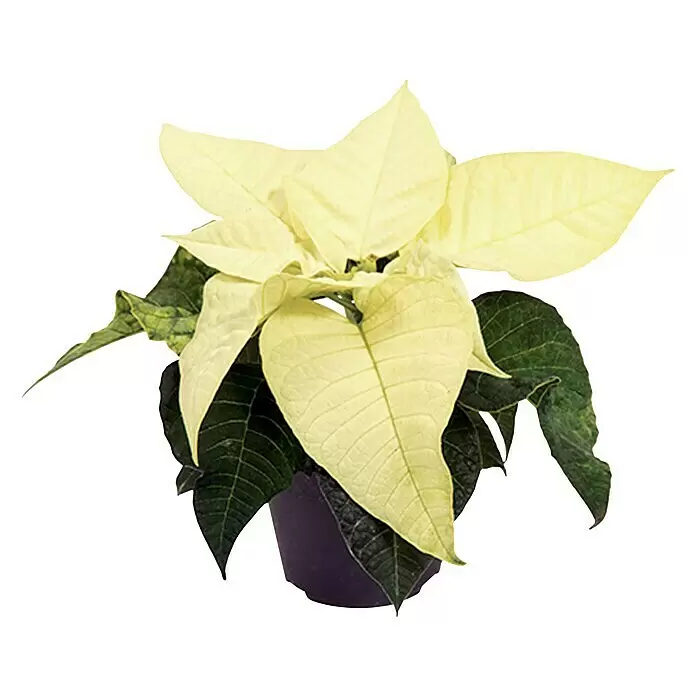Piardino Weihnachtsstern Mini - Euphorbia pulcherrima, Weiß, Topfgröße: 6 cm - Vorderansicht