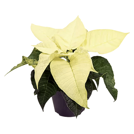 weihnachtsstern aufbewahren Große Weihnachtssternblume (Poinsettia) kaufen main image 1