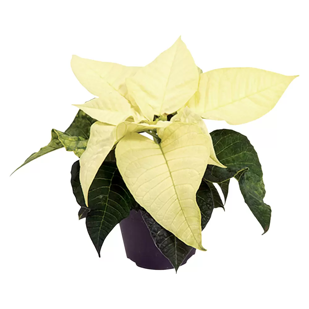 Piardino Weihnachtsstern Mini - Euphorbia pulcherrima, Wei, Topfgre: 6  cm online kaufen bei BAUHAUS