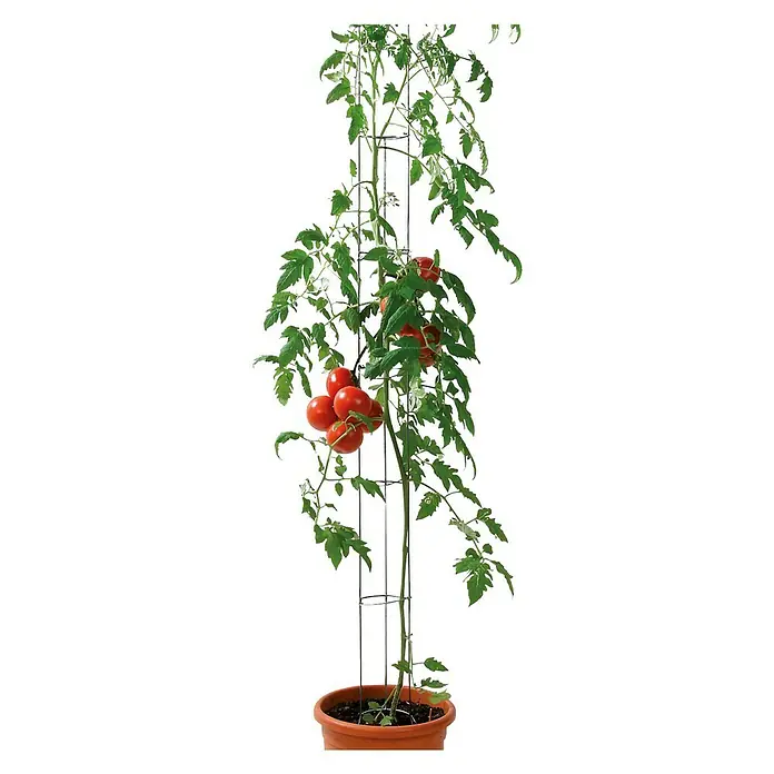 Bellissa Tomatensäule - 120 cm - Ein reifer Tomatenbaum mit saftig roten Tomaten, unterstützt durch eine praktische Rankhilfe in einem terrakottafarbenen Topf.