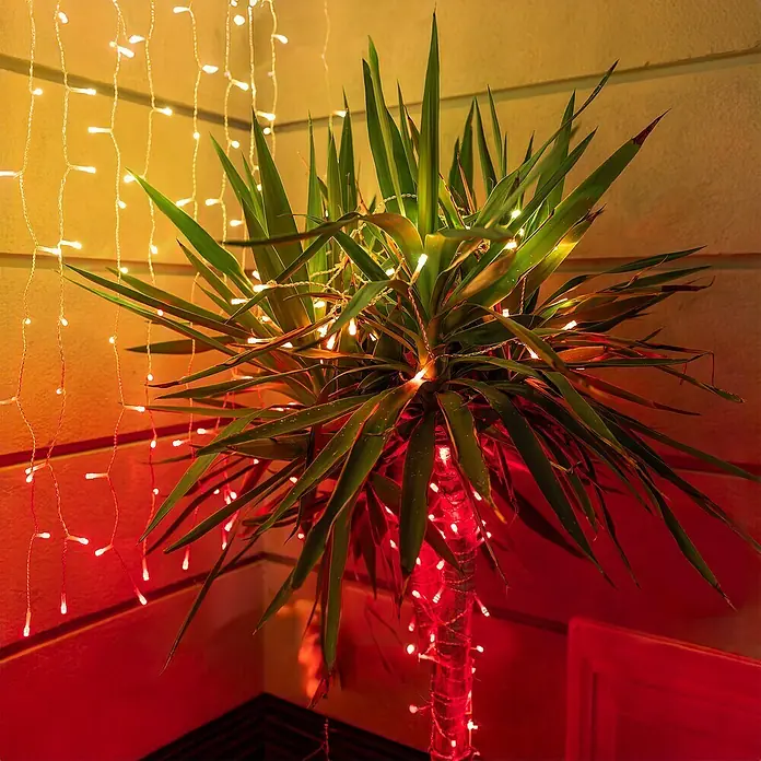 Twinkly Smart-LED-Lichterkette StringsAußen, 20 m, Lichtfarbe: RGBW, Anzahl Leuchtmittel: 250 Stk., Netzbetrieben - Dekorative Lichterkette um eine Yucca-Palme gewickelt, schafft eine warme und festliche Atmosphäre im Raum. Ideal für besondere Anlässe.