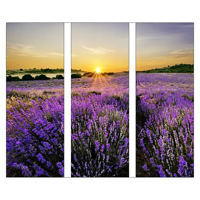 Glasbild - Beautiful Lavender, B x H: 90 x 80 cm, 3 -tlg. - Triptychon-Wandbild mit Lavendelfeld bei Sonnenaufgang. Eine stimmungsvolle Dekoration für Ihr Zuhause.