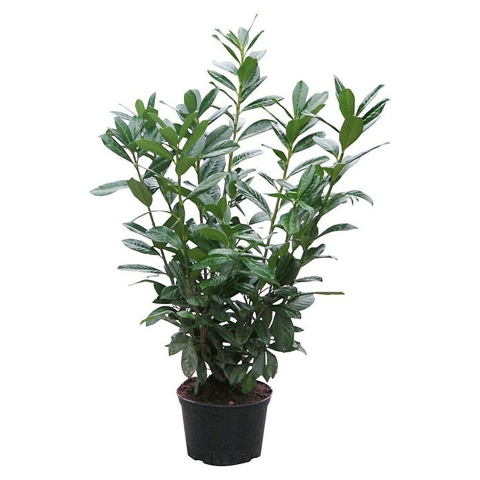 Prunus laurocerasus 7,5 Etna